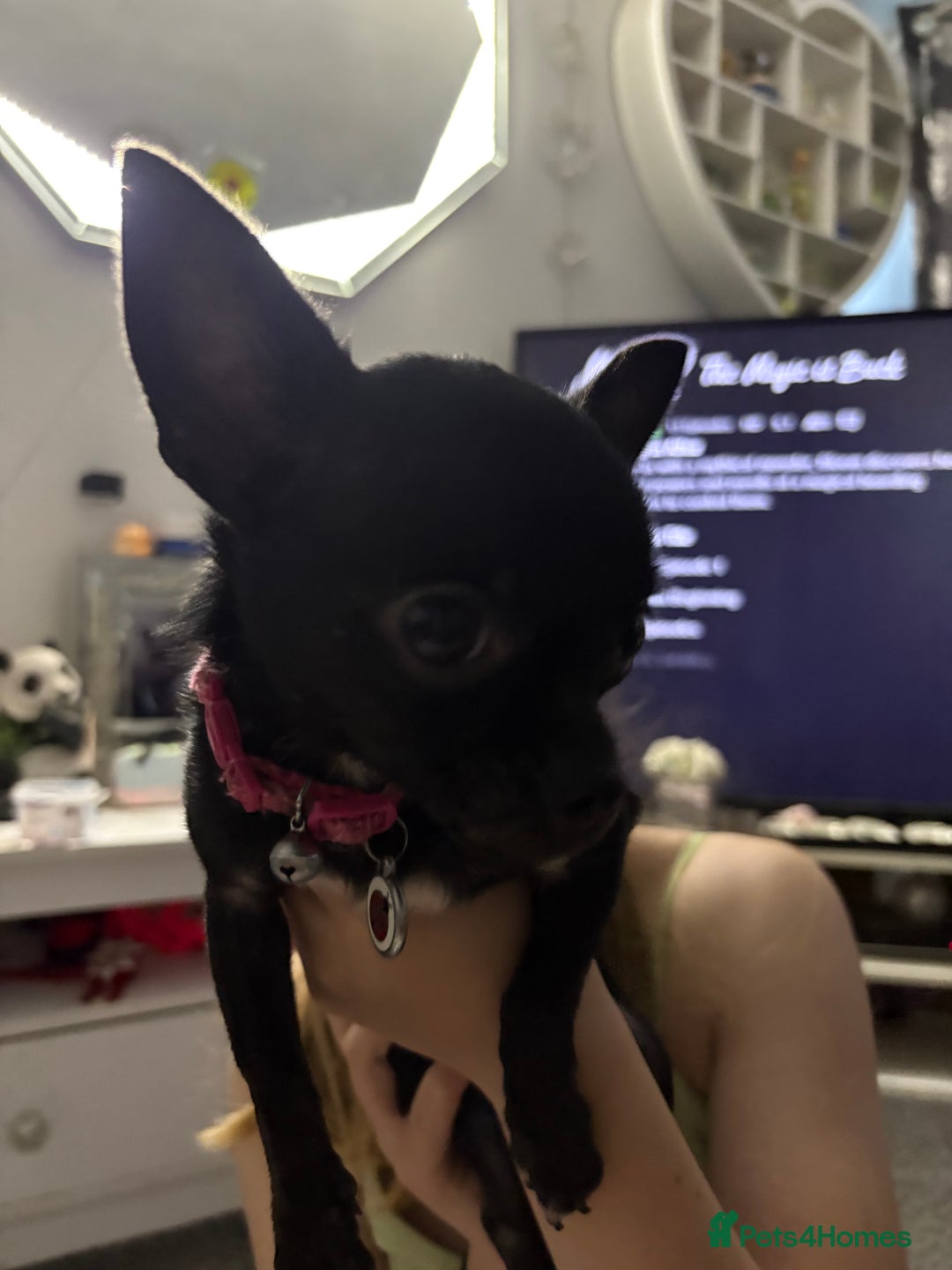 Chihuahua dogs for sale: Tiny black female chihuahua  - Image 5