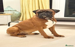 Boxer dogs for stud: KC Boxer Available for Stud | Champion Bloodlines - Image 2