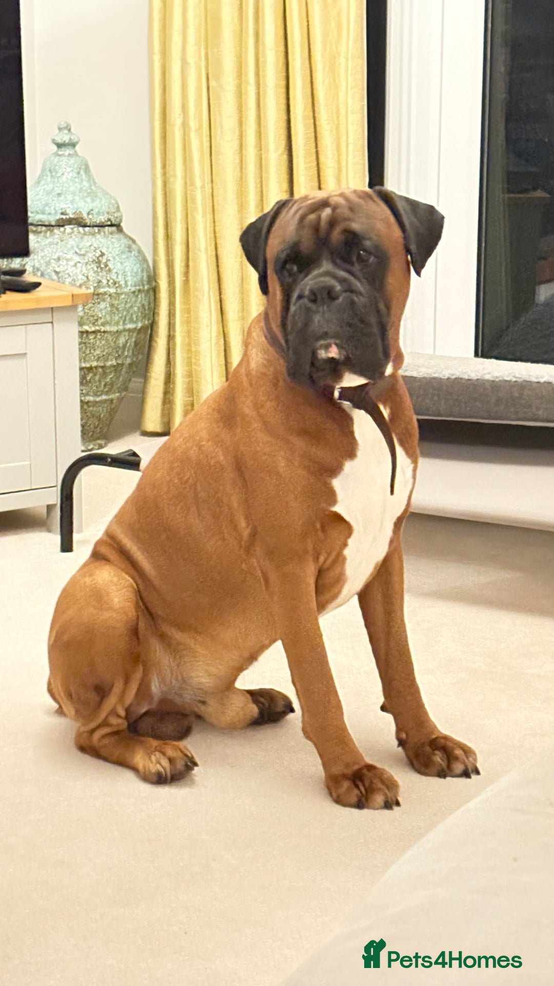 Boxer dogs for stud: KC Boxer Available for Stud | Champion Bloodlines - Image 2
