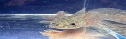 Axolotl reptiles for sale: Axolotl juveniles variety of morphs 3months old  - Advert 15