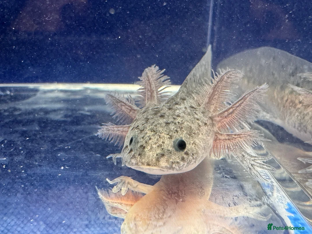 Axolotl reptiles for sale: Axolotl juveniles variety of morphs 3months old  - Advert 15