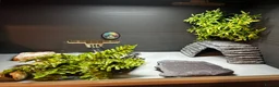 Leopard Gecko reptiles for sale: Mack Snow Leopard Gecko inc. full set up - Advert 7