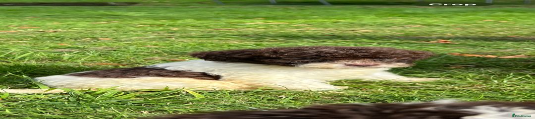 Lagotto Romagnolo Puppy 5