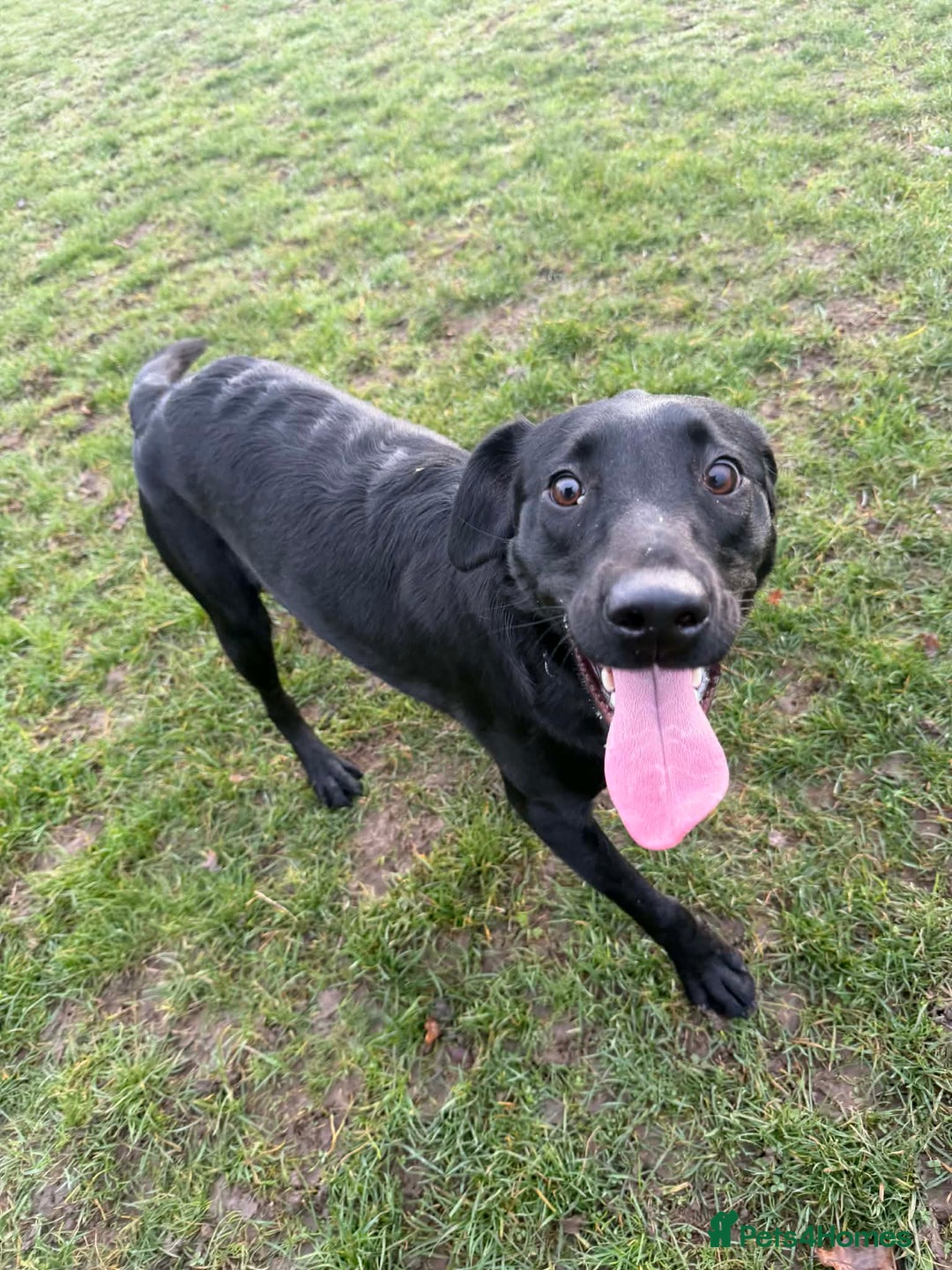 Labrador Retriever dogs for sale: labrador retriever - Advert 1