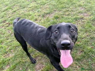 Labrador Retriever dogs labrador retriever - Advert 4