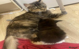 Maine Coon cats for sale: Xl mainecoon kittens full breed non reg  - Image 4
