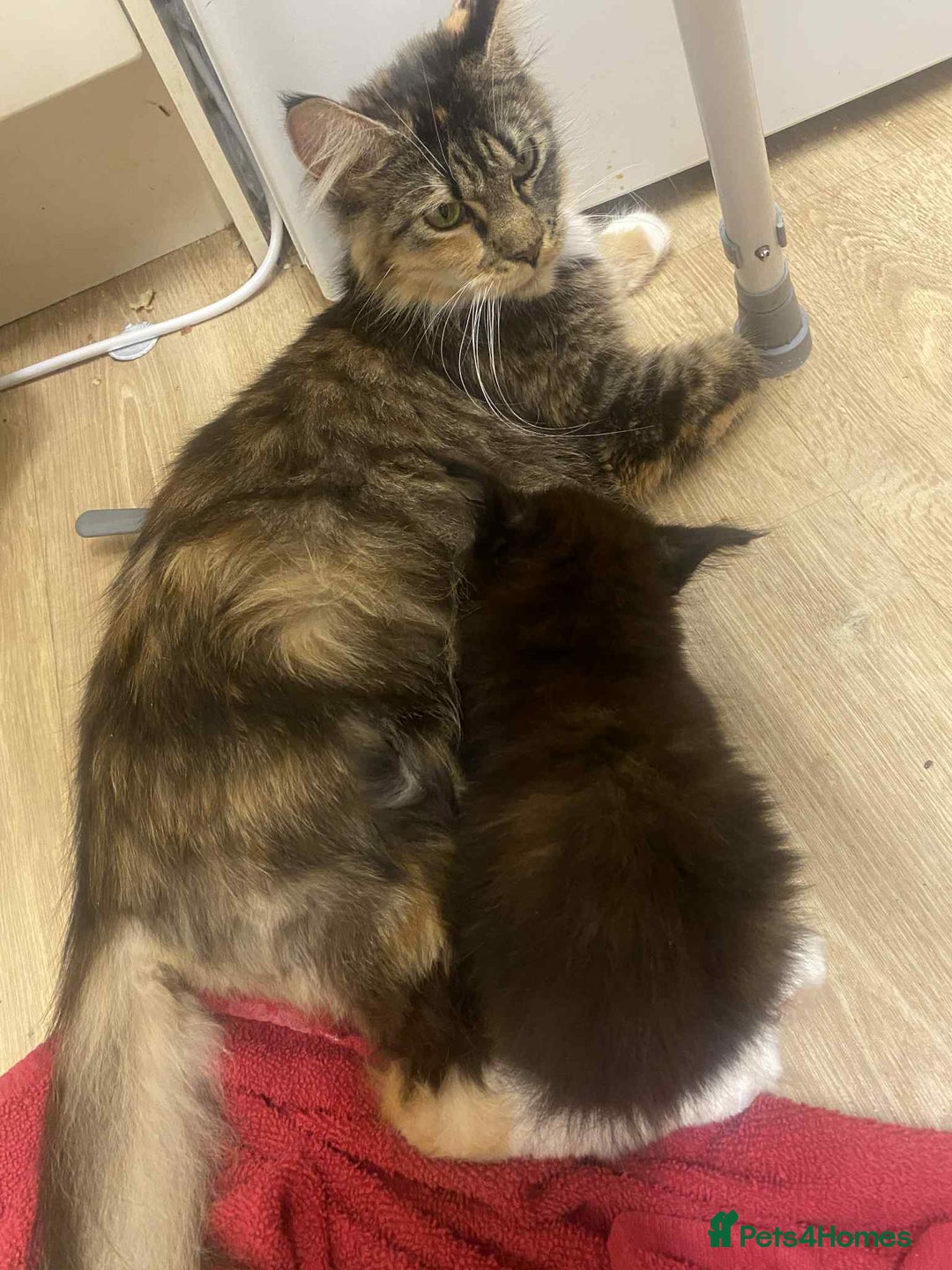 Maine Coon cats for sale: Xl mainecoon kittens full breed non reg  - Image 4