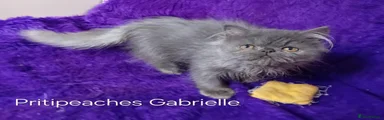 Gabrielle 