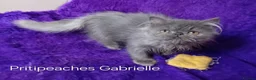 Persian cats for sale: Gccf Registered Persian Kittens  - Advert 3