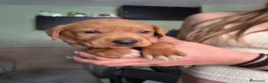 Axel