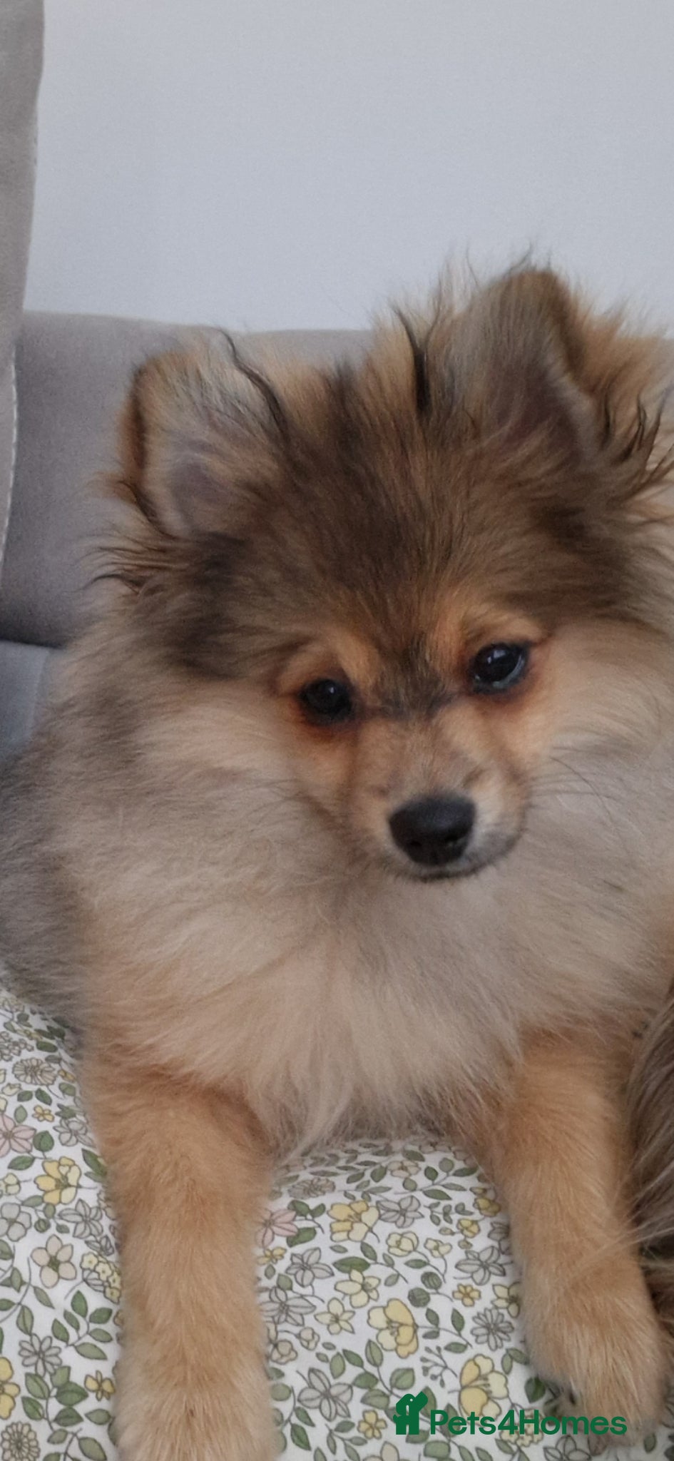 Pomeranian dogs  The Last Boy  Beautiful Pomeranian Ready Now - Advert 2