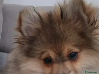 Pomeranian dogs The Last Boy Beautiful Pomeranian Ready Now - Advert 11