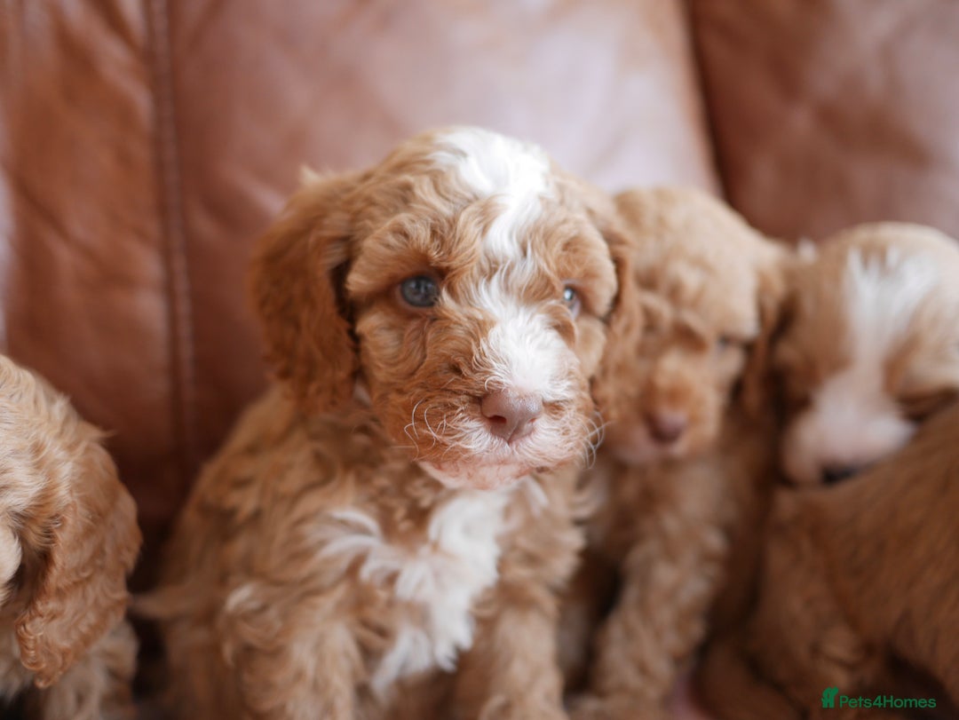 Cavapoo dogs for sale: Stunning F1b Health Tested Miniature Cavapoos - Image 5