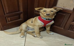 Mixed Breed dogs for adoption: ❤️Hope&Joy — two 7(8) months small sisters❤️ - Advert 20