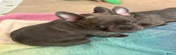 French Bulldog dogs for sale: Beautiful French bulldog puppies 1 girl remaining  - Advert 8
