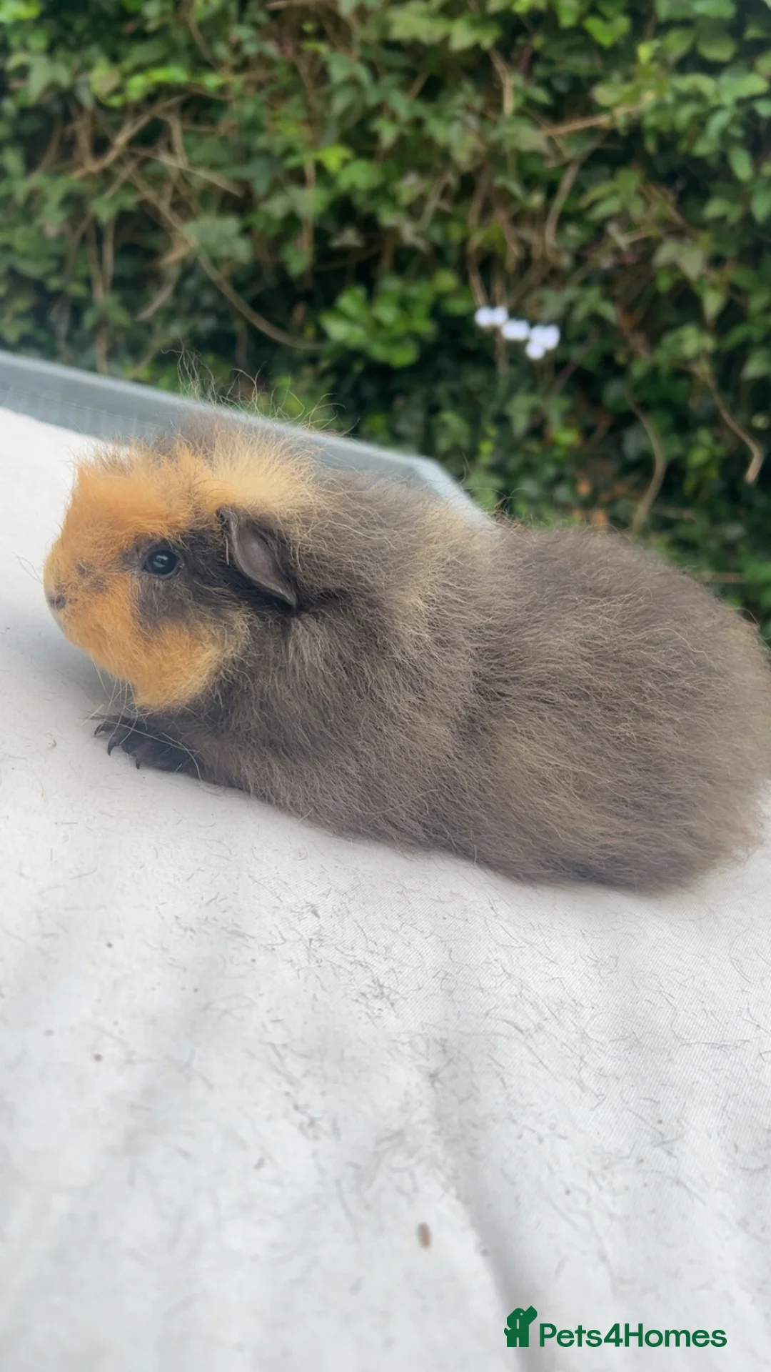 Guinea Pig rodents for sale: 2 Swiss boars  - Advert 1