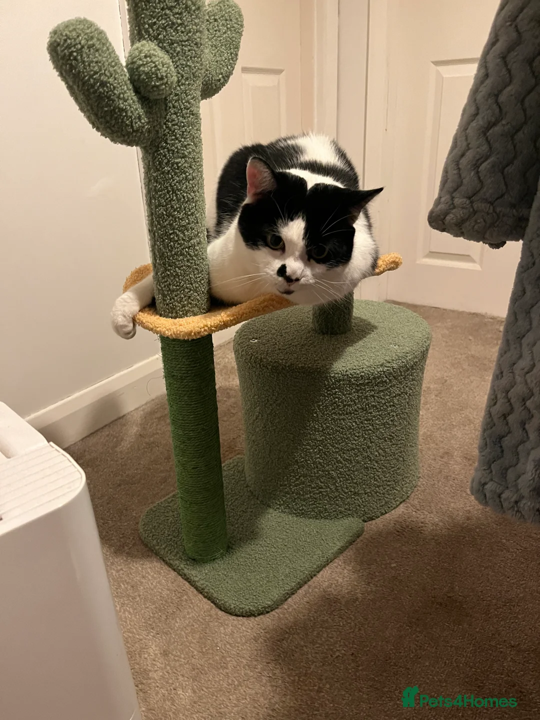 Mixed Breed cats for sale: Mixed breed 5yr male cat - Advert 3