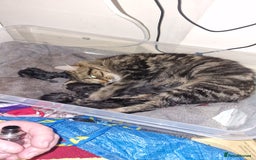 Mixed Breed cats for sale: 4 beautiful kittens - Image 6