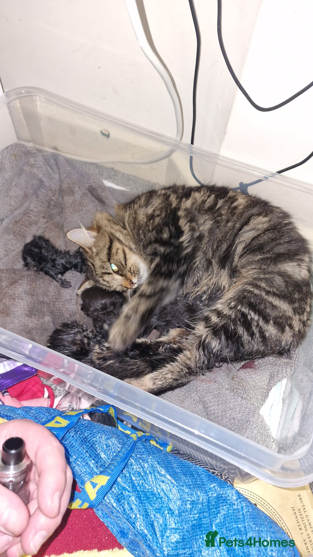 Mixed Breed cats for sale: 4 beautiful kittens - Image 6