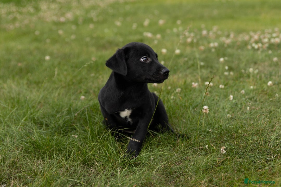 Borador dogs for sale: 🐶 Labrador x Border Collie Puppies – Ready Now!  - Image 4