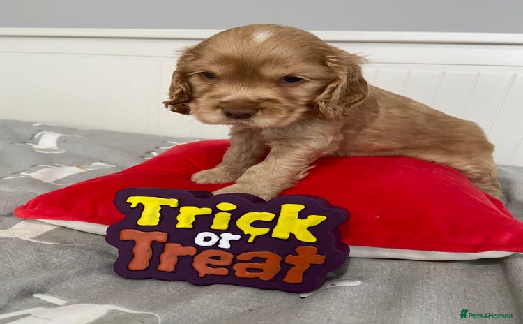 Cocker Spaniel dogs - Advert 11