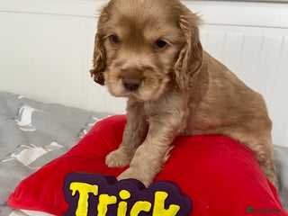 Cocker Spaniel dogs - Advert 4