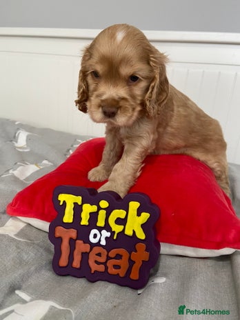 Cocker Spaniel dogs - Advert 11