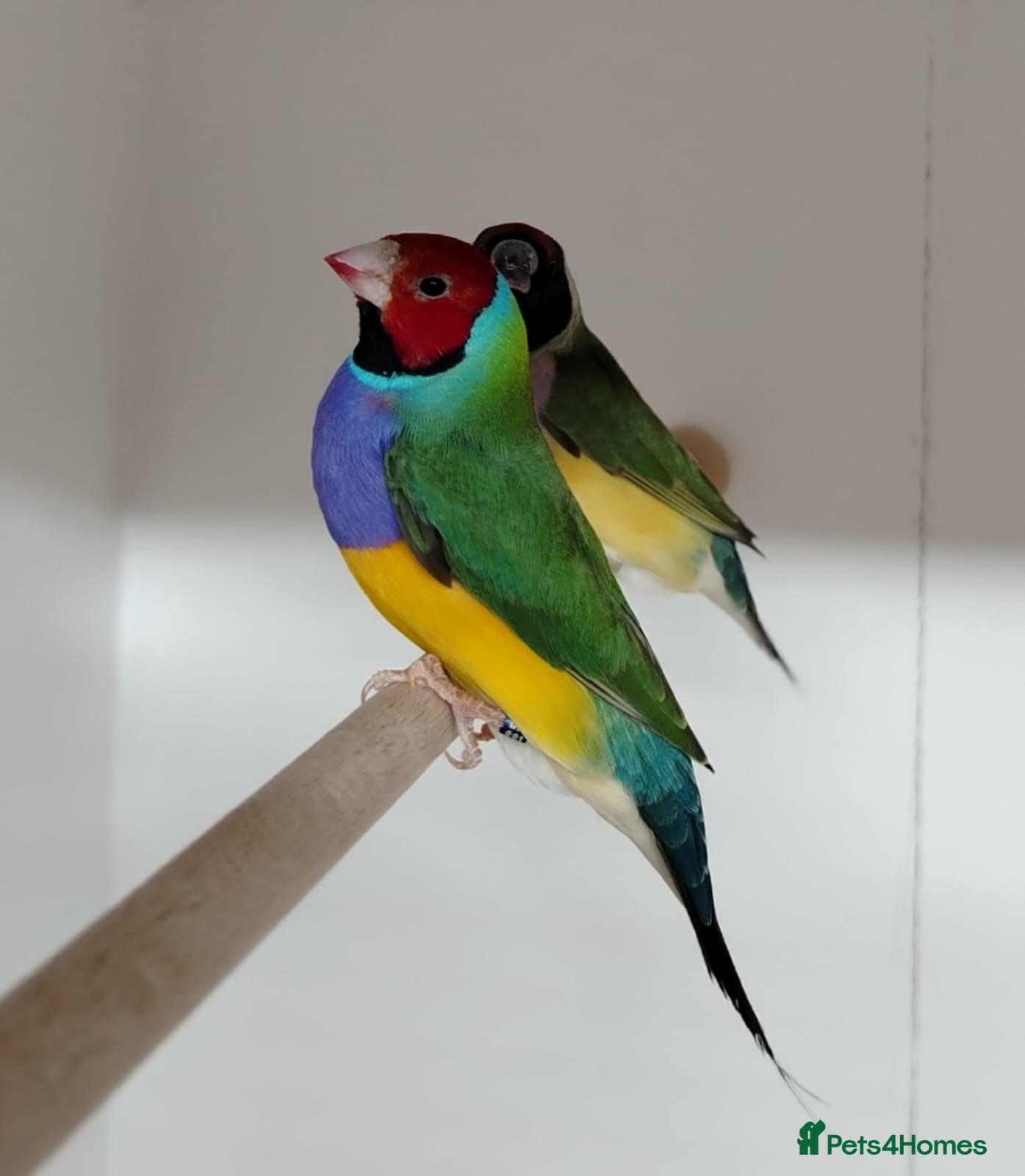 Finches birds Colourful Gouldian Finches!!! - Advert 2