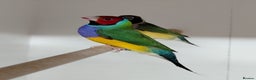 Finches birds for sale: Colourful Gouldian Finches!!! - Advert 1
