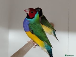 Finches birds Colourful Gouldian Finches!!! - Advert 1