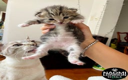 Bengal cats for sale: ⭐️ BENGAL KITTEN FOR SALE! ⭐️ 🩷❤️🧡💛💚🩵💙💜 - Image 8