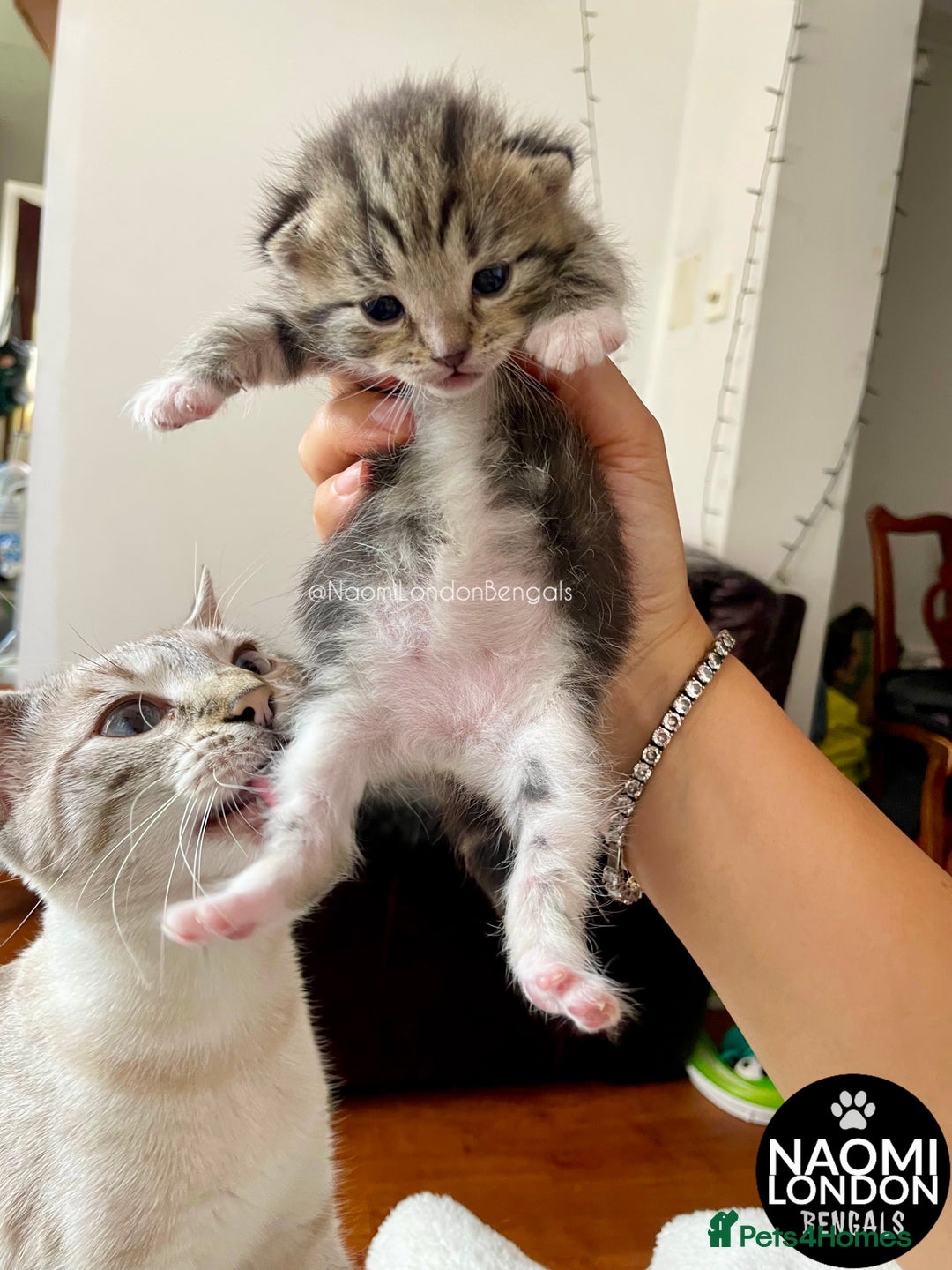 Bengal cats for sale: ⭐️ BENGAL KITTEN FOR SALE! ⭐️ 🩷❤️🧡💛💚🩵💙💜 - Image 8