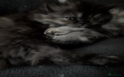 Persian cats for sale: Beautiful Persian kittens  - Image 7