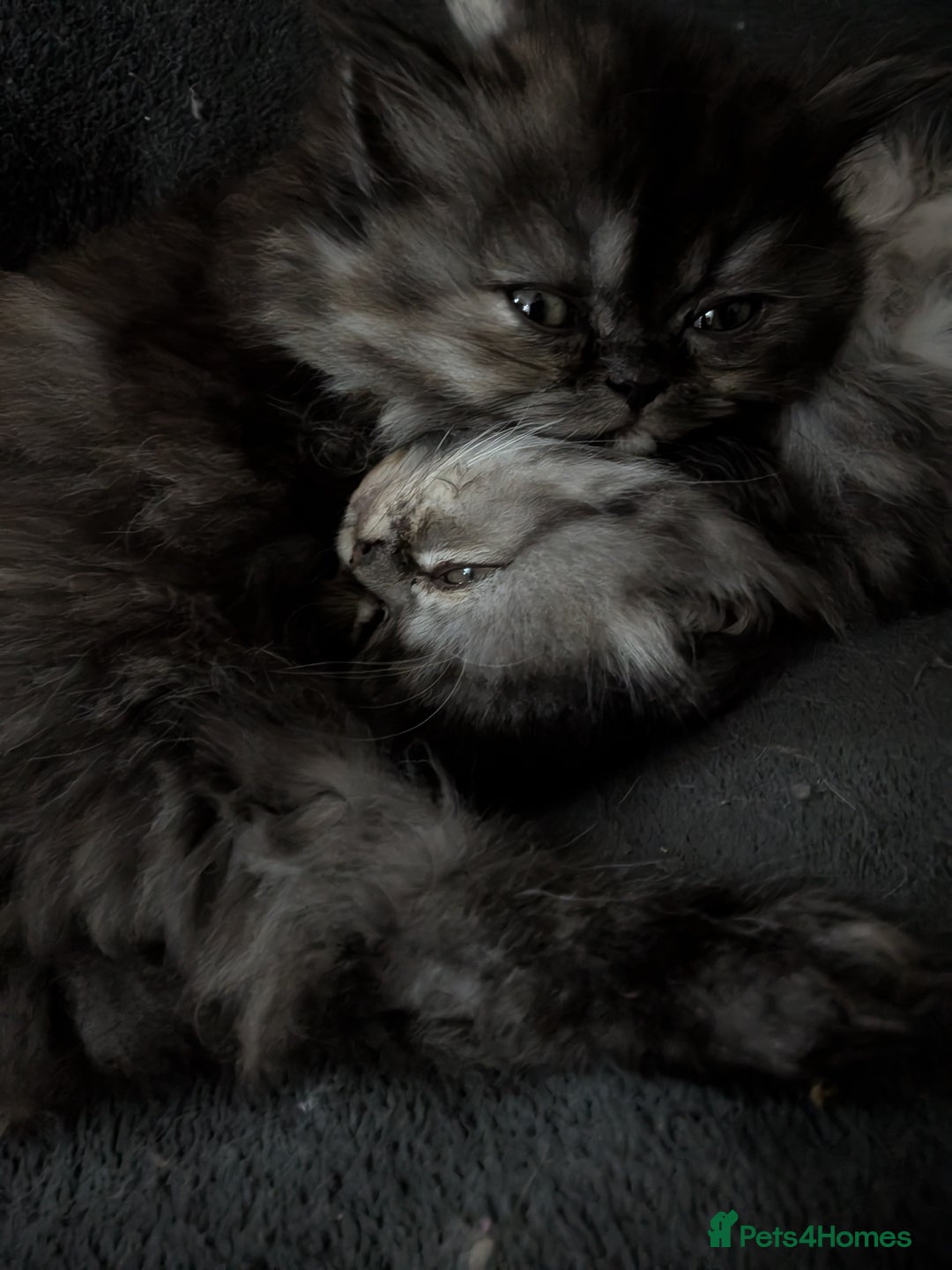 Persian cats for sale: Beautiful Persian kittens  - Image 7