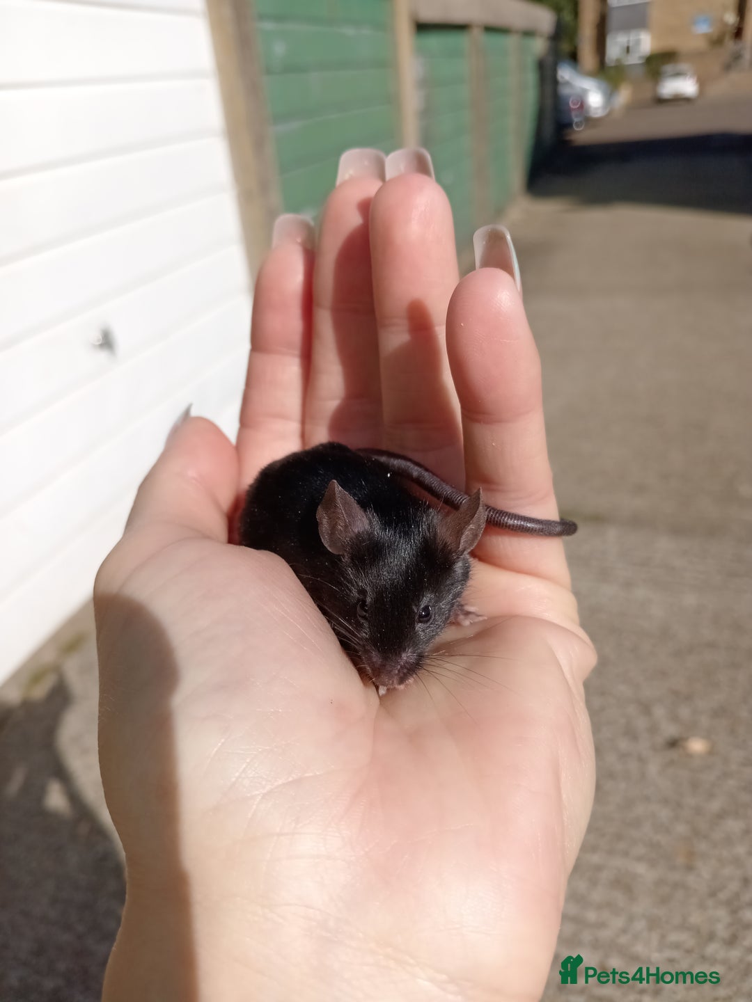 Mouse rodents for sale: Male fancy mice for sale  - Image 6