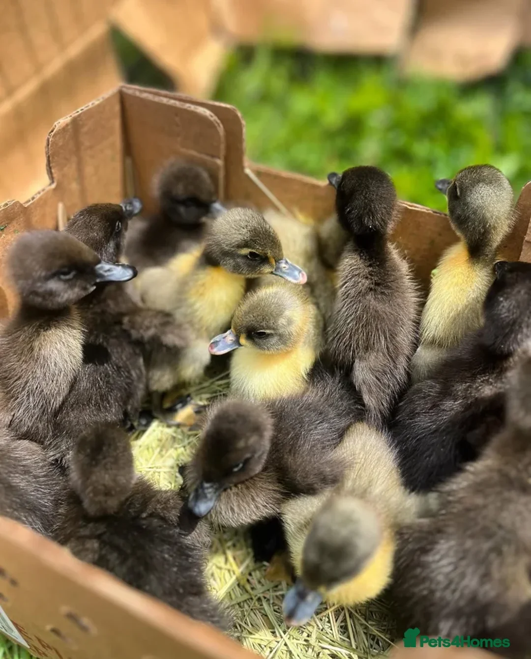 Ducks poultry for sale: Indian Runner Ducklings - Advert 1