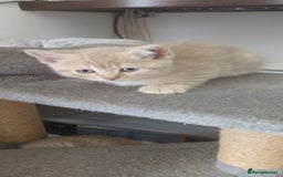 British Shorthair cats for sale: British short hair lilac kittens - Image 2