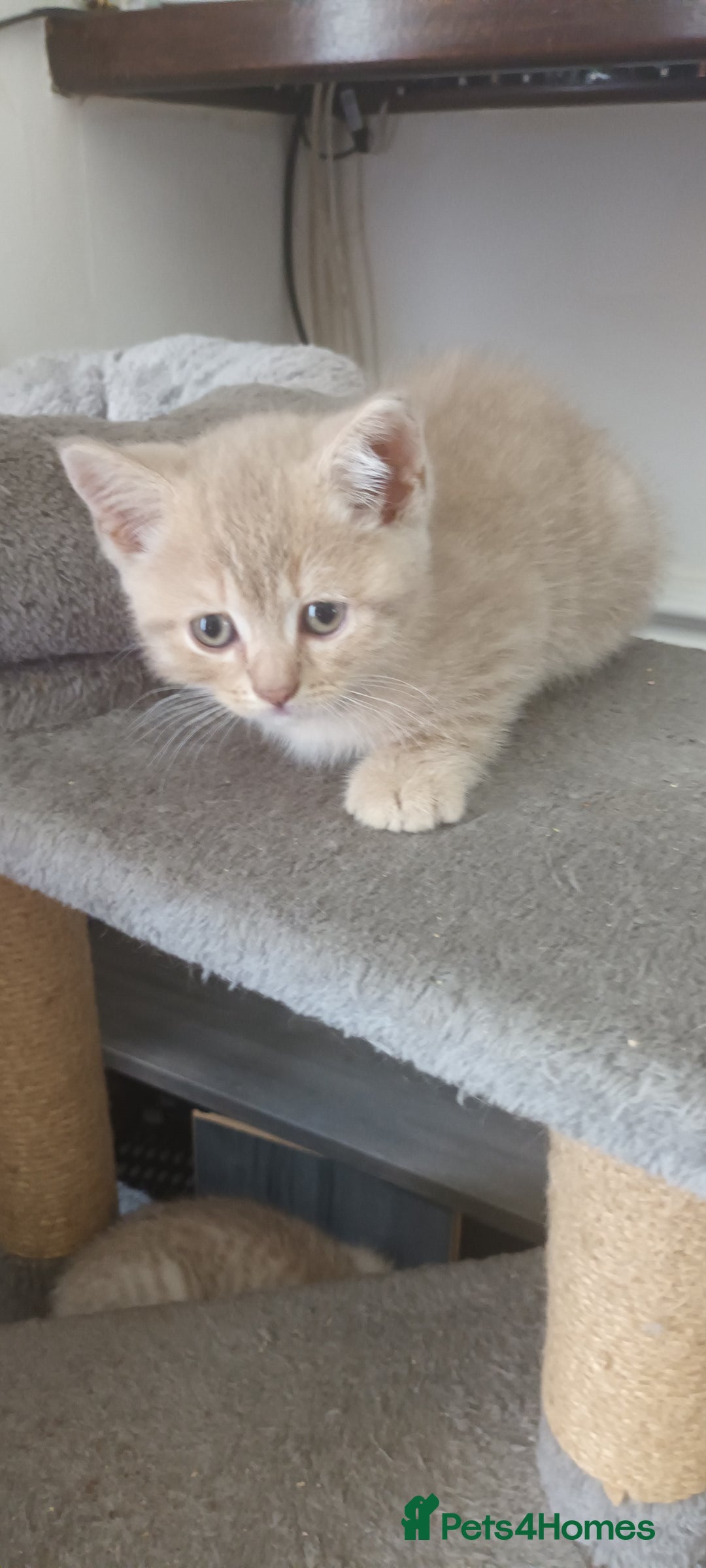 British Shorthair cats for sale: British short hair lilac kittens - Image 2