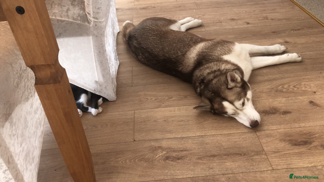 Siberian Husky dogs for sale: 4 year old femal husky  - Image 1