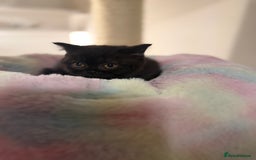 British Shorthair cats for sale: Beautiful British shorthair champion bloodlines - Image 33