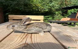 Mini Lion Lop rabbits for sale: Mini lop x Lionhead  - Image 12