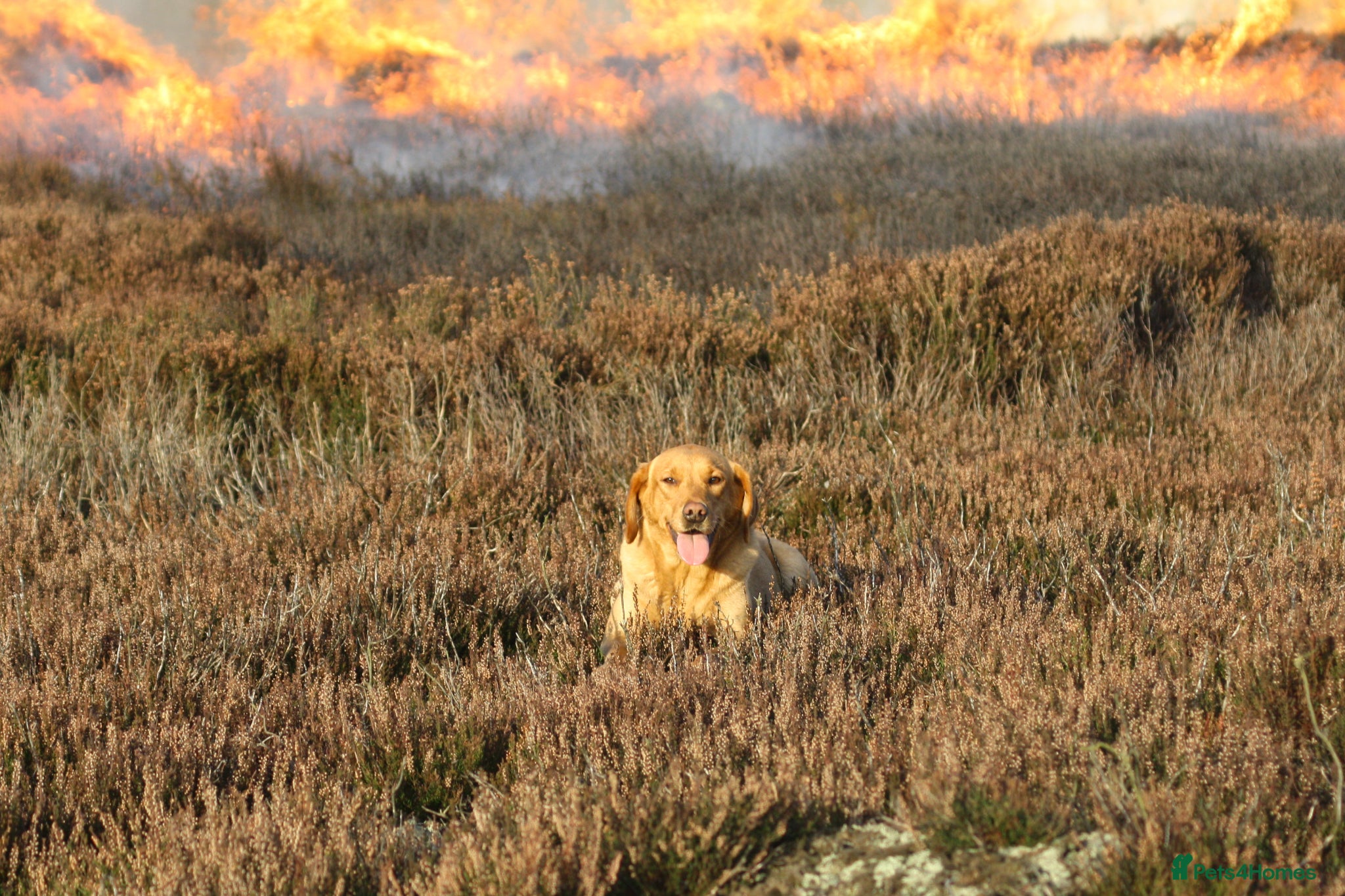 Labrador Retriever dogs Stunning litter of working KC yellow Labradors  - Advert 8