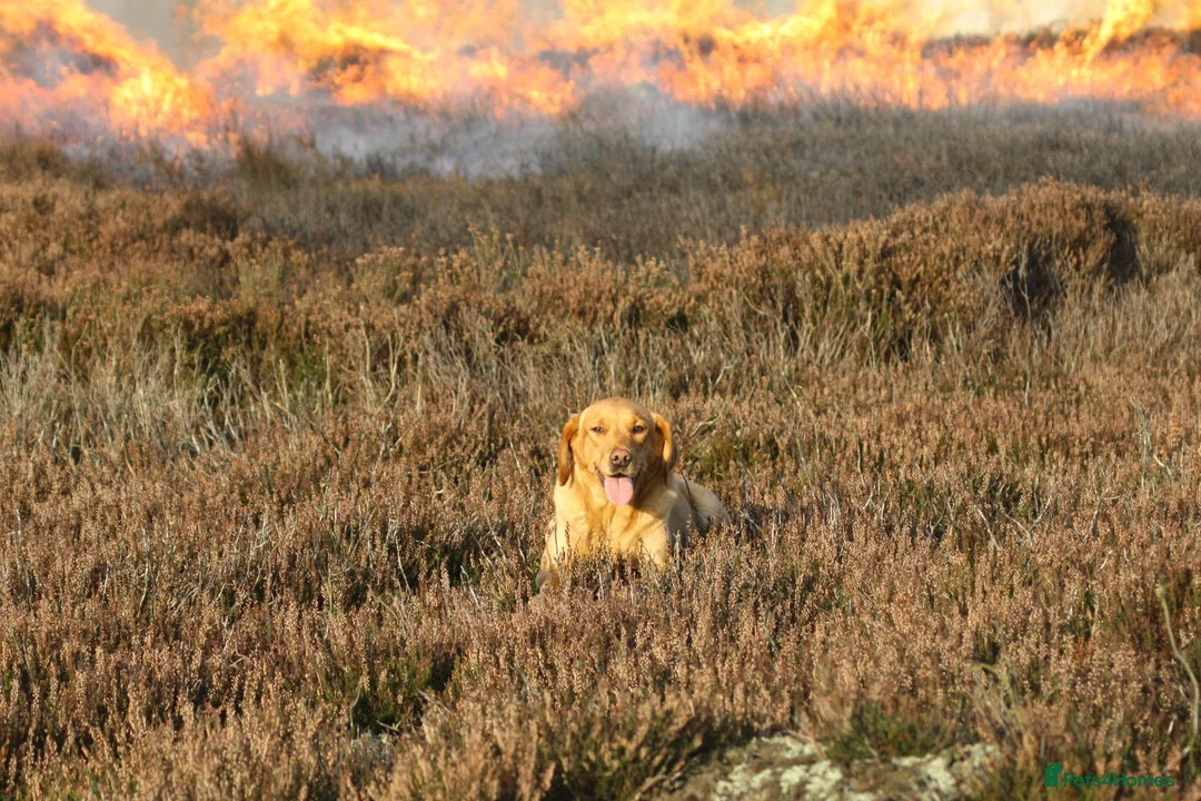 Labrador Retriever dogs for sale: Stunning litter of working KC yellow Labradors  - Advert 1