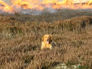 Labrador Retriever dogs Stunning litter of working KC yellow Labradors - Advert 8