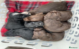 Cocker Spaniel dogs for sale: Stunning cocker spaniel puppies  - Image 5