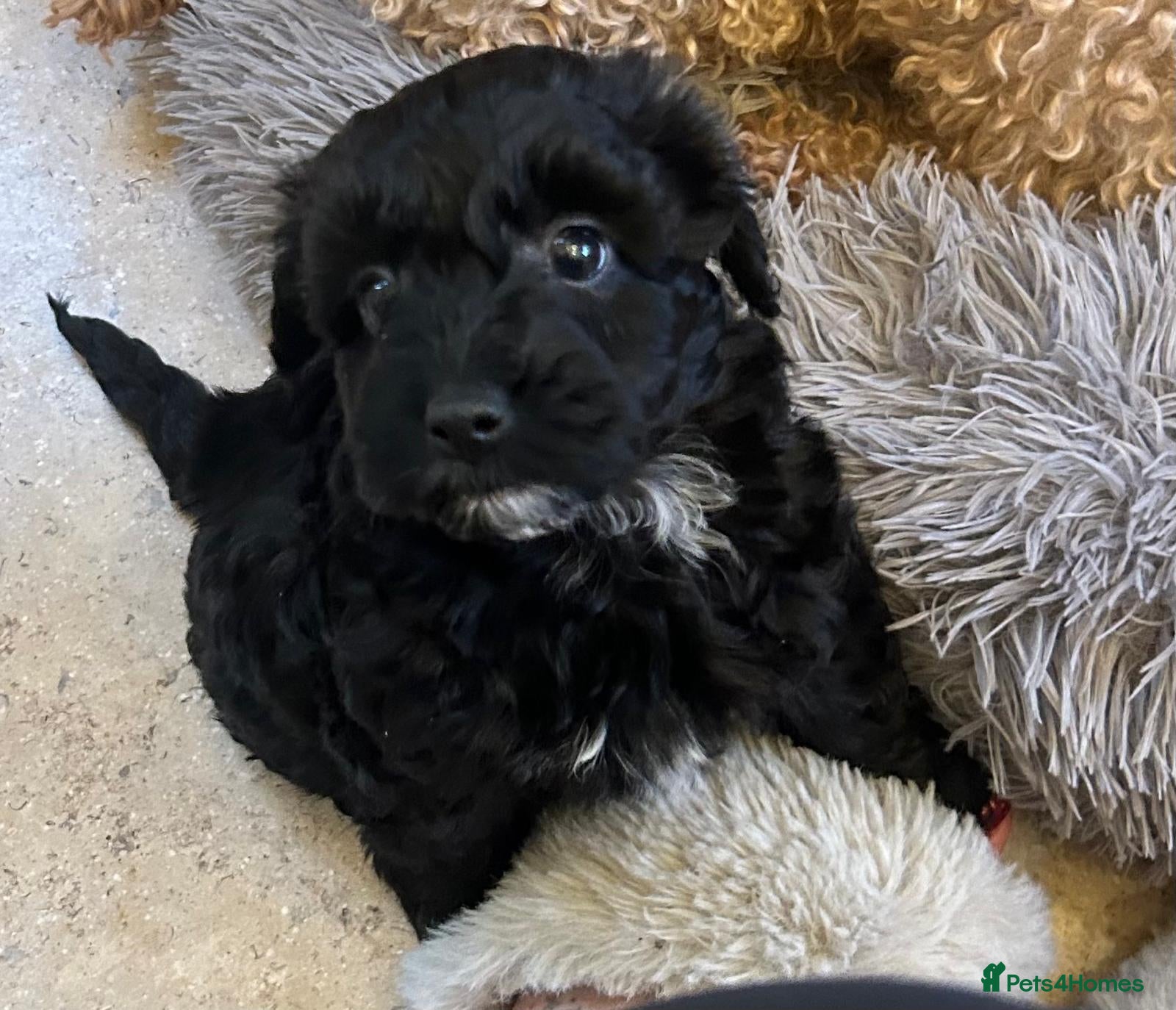 Toy Poodle dogs Toy poodle puppies  - Advert 12