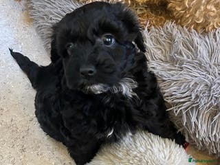 Toy Poodle dogs Toy poodle puppies - Advert 1