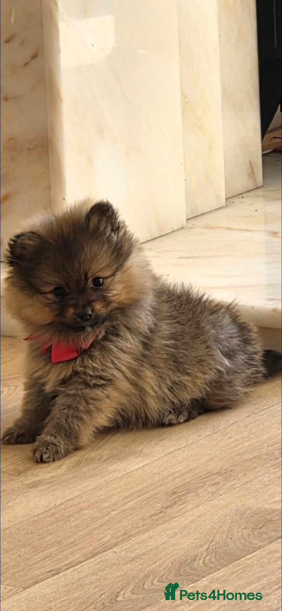 Pomeranian dogs Pomeranian  - Advert 2