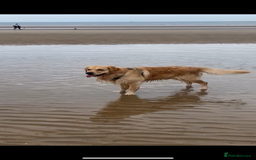 Golden Retriever dogs for stud: KC Registered Golden Retriever Stud - Image 4