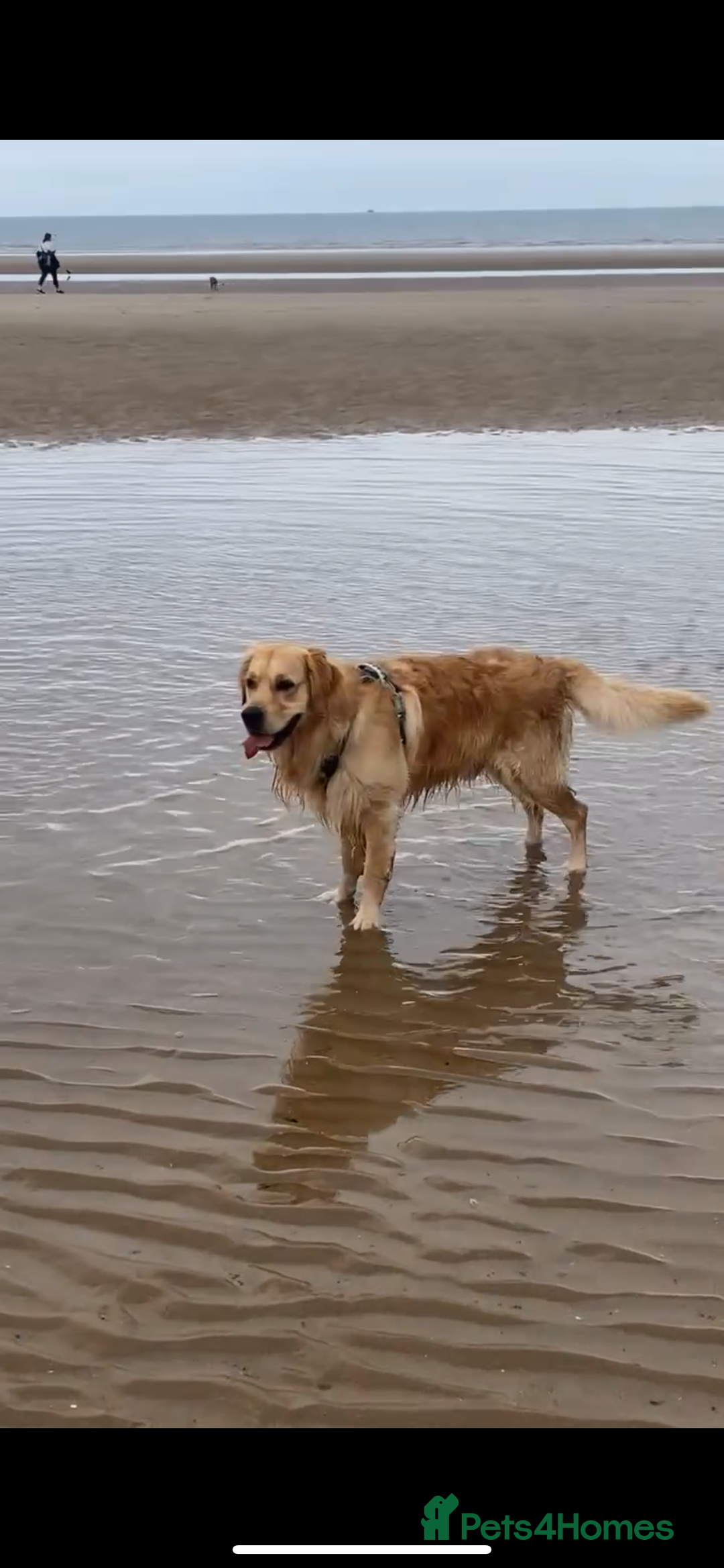 Golden Retriever dogs for stud: KC Registered Golden Retriever Stud - Image 4